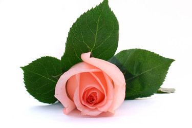 Similar image 540590