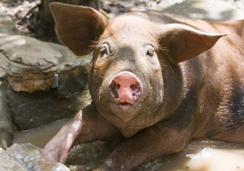 Similar image 542080