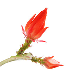 Similar image 542160