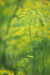 Similar image 542307