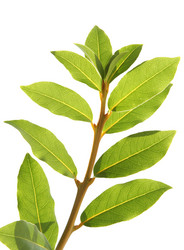 Similar image 542308