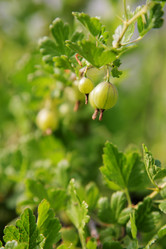 Similar image 542350