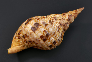 Similar image 542481