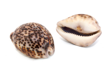 Similar image 542488