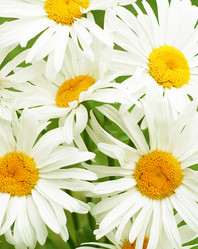 Similar image 543415