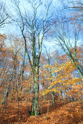 Similar image 543655