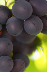 Similar image 544483