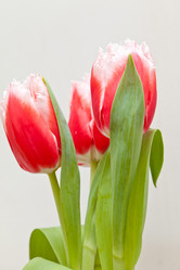 Similar image 545108