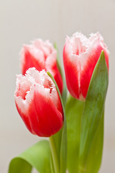 Similar image 545109