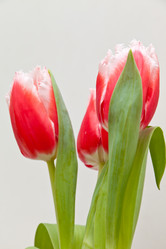 Similar image 545110