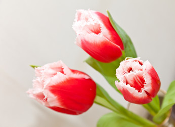 Similar image 545112