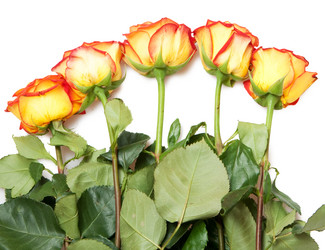 Similar image 545216