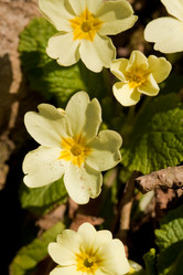 Similar image 545337