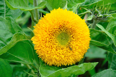 Similar image 545526