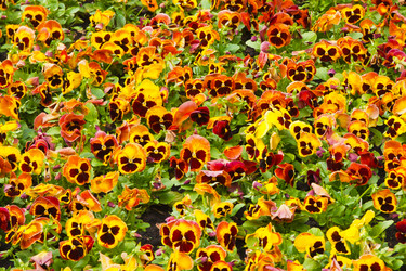 Similar image 545925