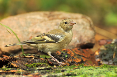 Similar image 545965