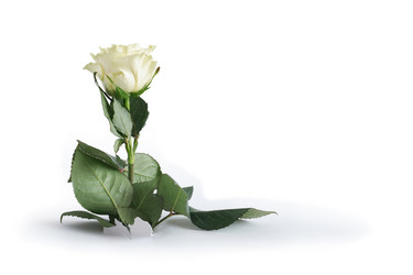 Similar image 548263