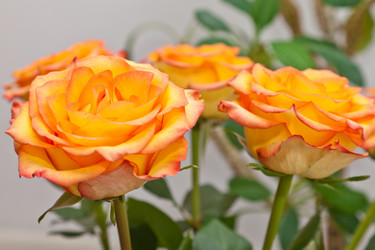 Similar image 549828