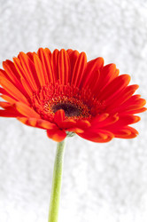 Similar image 550264