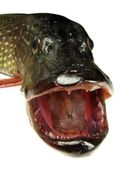 Similar image 550920