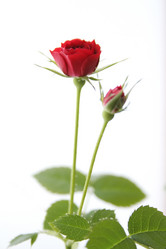 Similar image 552512