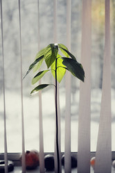 Similar image 554295