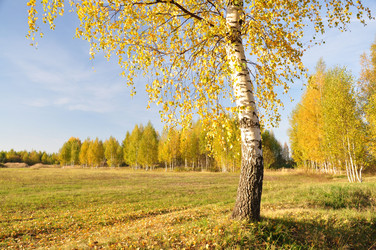 Similar image 555885