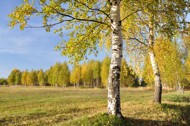 Similar image 555889