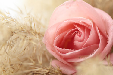 Similar image 556138