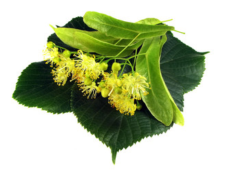 Similar image 556340