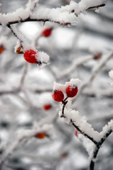 Similar image 558305