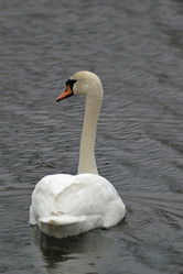 Similar image 558461