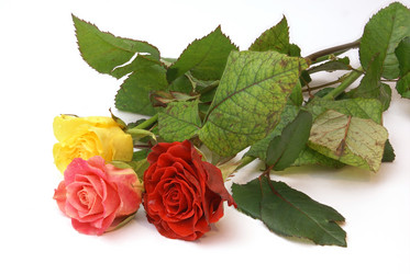 Similar image 558861