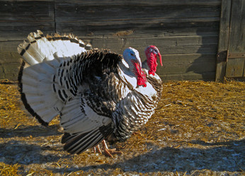 Similar image 559226