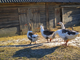 Similar image 559243