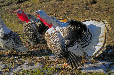 Similar image 559962