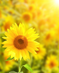 Similar image 561251