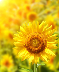 Similar image 561253