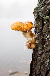 Similar image 561515