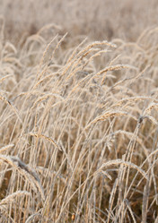 Similar image 561621