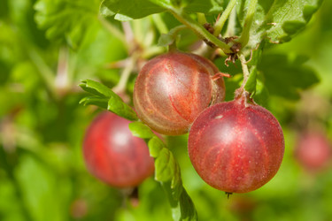 Similar image 561685