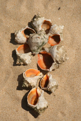 Similar image 562018