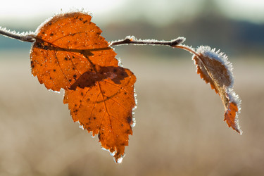 Similar image 563142