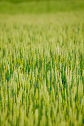 Similar image 564719