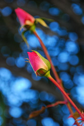 Similar image 564994