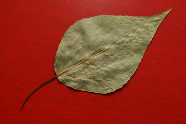 Similar image 568209