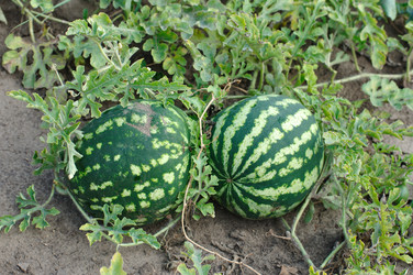 Similar image 568731