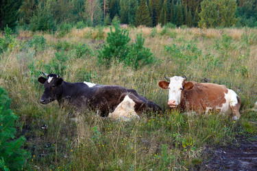 Similar image 570688