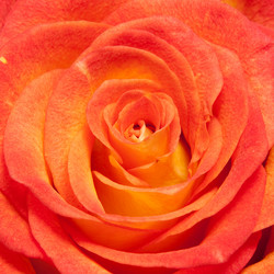 Similar image 571461