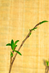 Similar image 572431